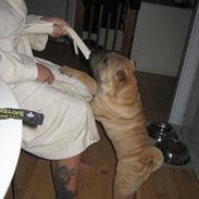 Shar pei jazzy RIP