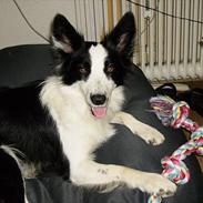 Border collie Mulan