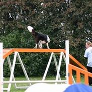 Border collie Mulan