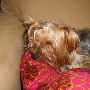 Yorkshire terrier Miss Mille