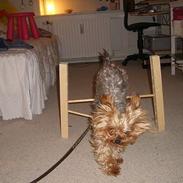 Yorkshire terrier Miss Mille