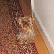 Yorkshire terrier Miss Mille