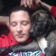 Amerikansk staffordshire terrier tikki