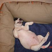 Jack russell terrier Bertil