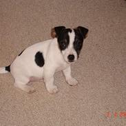 Jack russell terrier Bertil