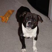 Staffordshire bull terrier Django