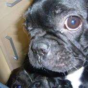 Staffordshire bull terrier Django