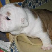 Engelsk bulldog Nice Nymph Bajoka