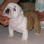 Engelsk bulldog Nice Nymph Bajoka
