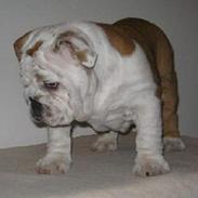 Engelsk bulldog Nice Nymph Bajoka