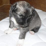 Islandsk fårehund Vinda 