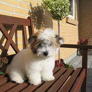 Coton de tulear Ditte
