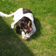 Kleiner münsterländer Dax