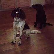 Kleiner münsterländer Dax