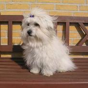 Coton de tulear Ditte