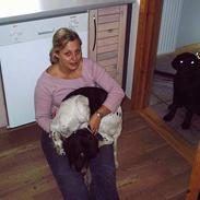 Kleiner münsterländer Dax