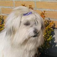 Coton de tulear Ditte