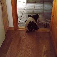 Kleiner münsterländer Dax