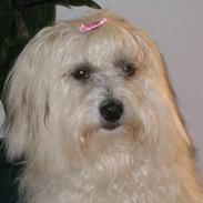 Coton de tulear Ditte