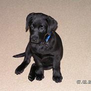 Labrador retriever Zaco <3