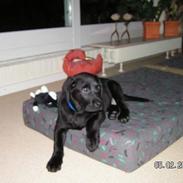 Labrador retriever Zaco <3