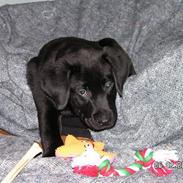 Labrador retriever Zaco <3