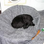 Labrador retriever Zaco <3