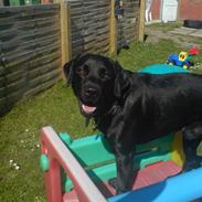 Labrador retriever Mowgli