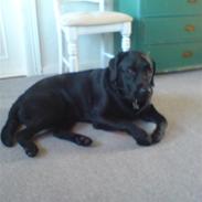 Labrador retriever Mowgli