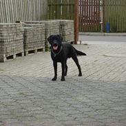 Labrador retriever Mowgli