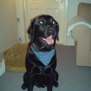 Labrador retriever Mowgli