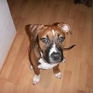 Amerikansk staffordshire terrier Santos