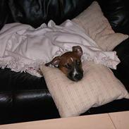 Amerikansk staffordshire terrier Santos