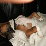 Amerikansk staffordshire terrier Santos