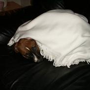 Amerikansk staffordshire terrier Santos