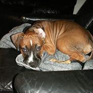 Amerikansk staffordshire terrier Santos