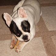 Fransk bulldog Emma