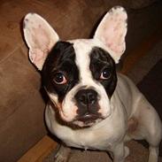 Fransk bulldog Emma