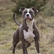 Amerikansk staffordshire terrier Dollar