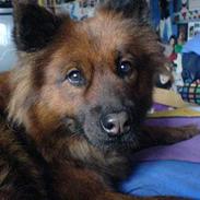 Eurasier Eurasier-Husets Amina 