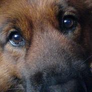 Eurasier Eurasier-Husets Amina 