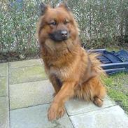 Eurasier Eurasier-Husets Amina 