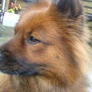 Eurasier Eurasier-Husets Amina 