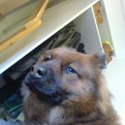 Eurasier Eurasier-Husets Amina 