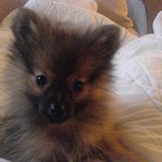 Pomeranian Tyson, Sov godt Skat <3 R.I.P