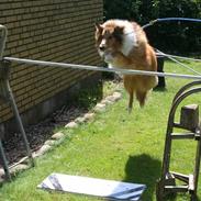 Collie langhåret Lassie <3