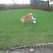 Collie langhåret Lassie <3