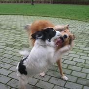 Collie langhåret Lassie <3