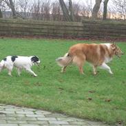 Collie langhåret Lassie <3