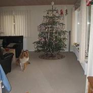 Collie langhåret Lassie <3